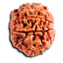 Load image into Gallery viewer, 8 Mukhi Nepalese Rudraksha - Bead No. 414
