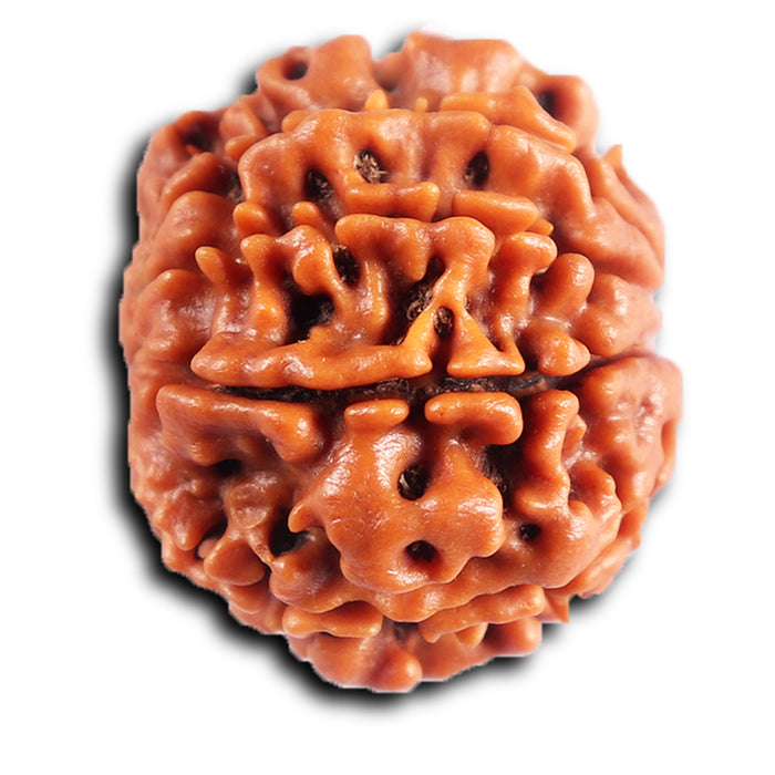 8 Mukhi Nepalese Rudraksha - Bead No. 414
