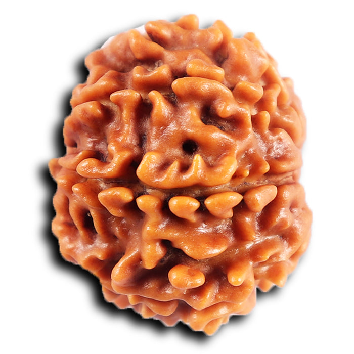 8 Mukhi Nepalese Rudraksha - Bead No. 401