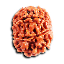 Load image into Gallery viewer, 8 Mukhi Nepalese Rudraksha - Bead No. 399
