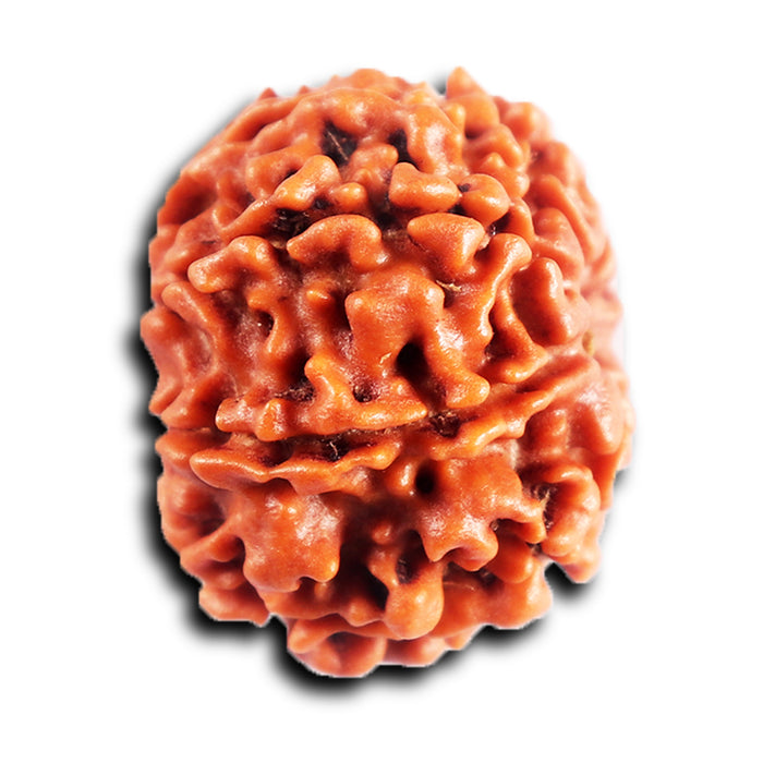 8 Mukhi Nepalese Rudraksha - Bead No. 399