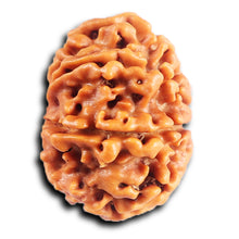 Load image into Gallery viewer, 8 Mukhi Nepalese Rudraksha - Bead No.408
