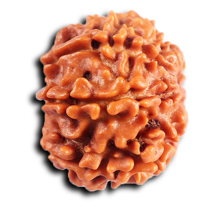 8 Mukhi Nepalese Rudraksha - Bead No.405