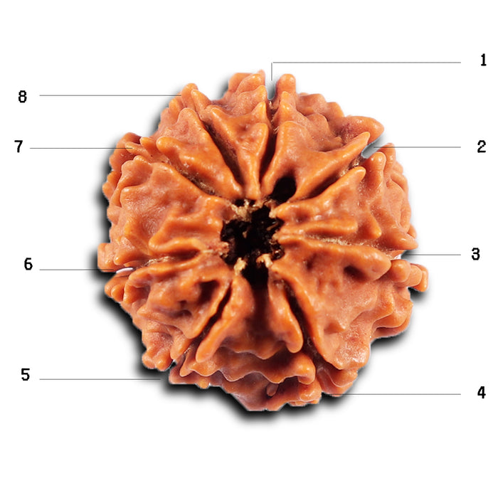 8 Mukhi Nepalese Rudraksha - Bead No. 423