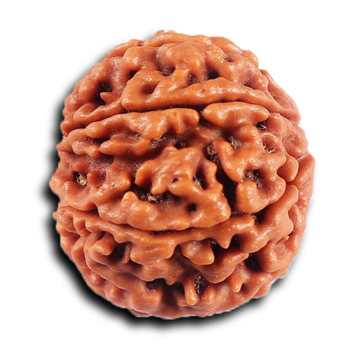 8 Mukhi Nepalese Rudraksha - Bead No. 422