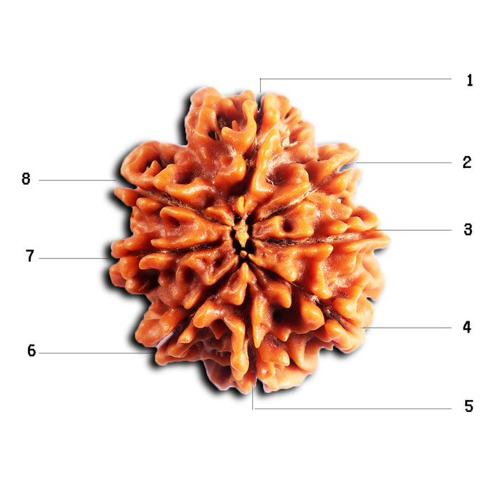8 Mukhi Nepalese Rudraksha - Bead No. 444