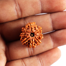 Load image into Gallery viewer, 8 Mukhi Nepalese Rudraksha - Bead No. 444
