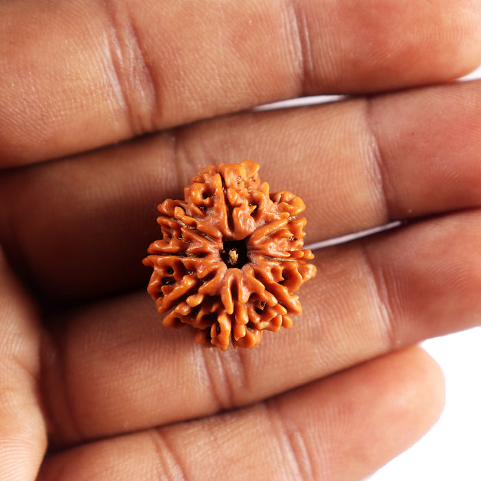 8 Mukhi Nepalese Rudraksha - Bead No. 444