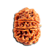 Load image into Gallery viewer, 8 Mukhi Nepalese Rudraksha - Bead No. 444
