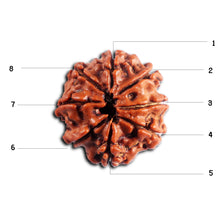 Load image into Gallery viewer, 8 Mukhi Nepalese Rudraksha - Bead No. 445
