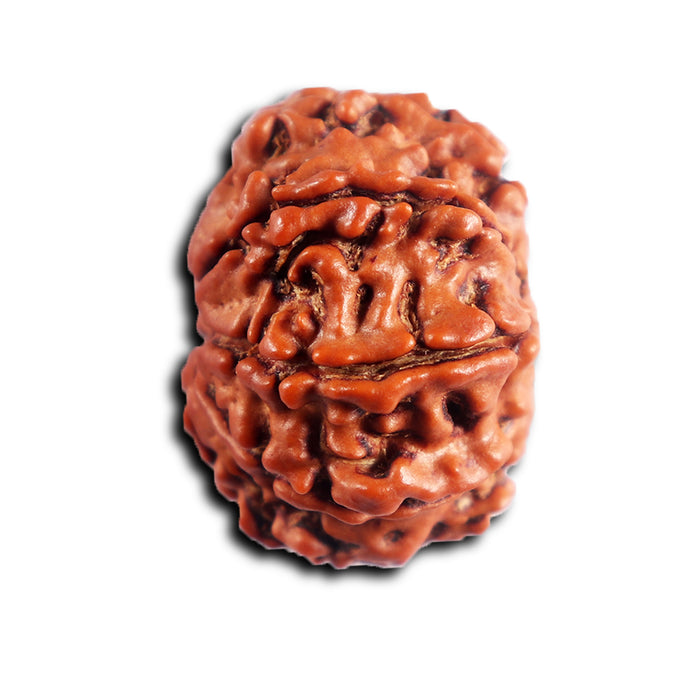 8 Mukhi Nepalese Rudraksha - Bead No. 445
