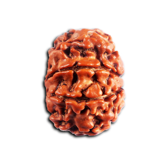 8 Mukhi Nepalese Rudraksha - Bead No. 445