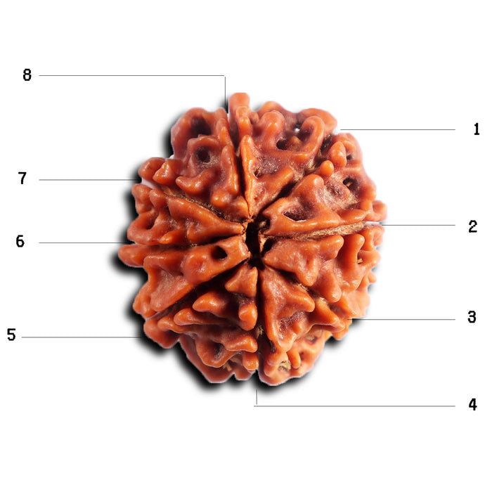 8 Mukhi Nepalese Rudraksha - Bead No.446