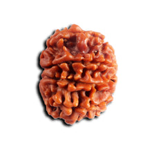 Load image into Gallery viewer, 8 Mukhi Nepalese Rudraksha - Bead No.446
