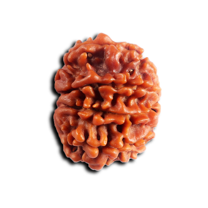 8 Mukhi Nepalese Rudraksha - Bead No.446