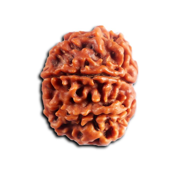 8 Mukhi Nepalese Rudraksha - Bead No.446