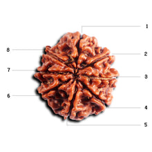 Load image into Gallery viewer, 8 Mukhi Nepalese Rudraksha - Bead No.448
