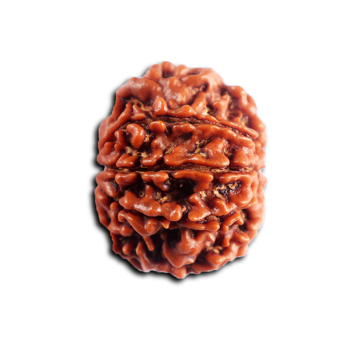 8 Mukhi Nepalese Rudraksha - Bead No.448