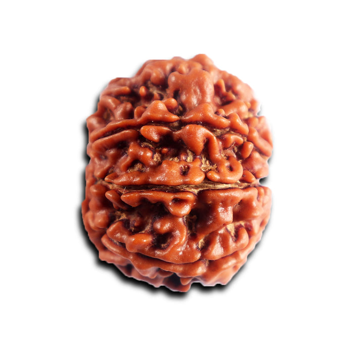 8 Mukhi Nepalese Rudraksha - Bead No.448
