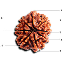 Load image into Gallery viewer, 8 Mukhi Nepalese Rudraksha - Bead No. 449
