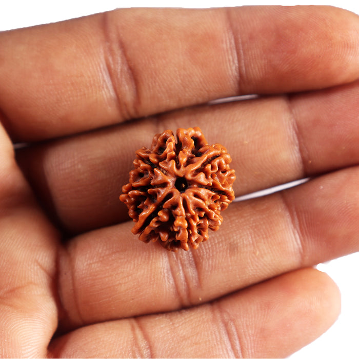 8 Mukhi Nepalese Rudraksha - Bead No. 449