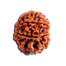 Load image into Gallery viewer, 8 Mukhi Nepalese Rudraksha - Bead No. 449

