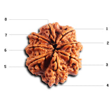 Load image into Gallery viewer, 8 Mukhi Nepalese Rudraksha - Bead No. 450
