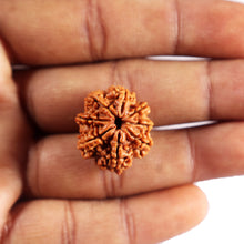 Load image into Gallery viewer, 8 Mukhi Nepalese Rudraksha - Bead No. 450
