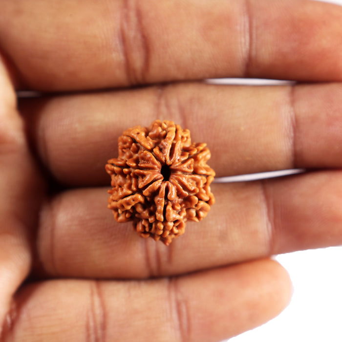 8 Mukhi Nepalese Rudraksha - Bead No. 450