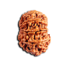 Load image into Gallery viewer, 8 Mukhi Nepalese Rudraksha - Bead No. 450
