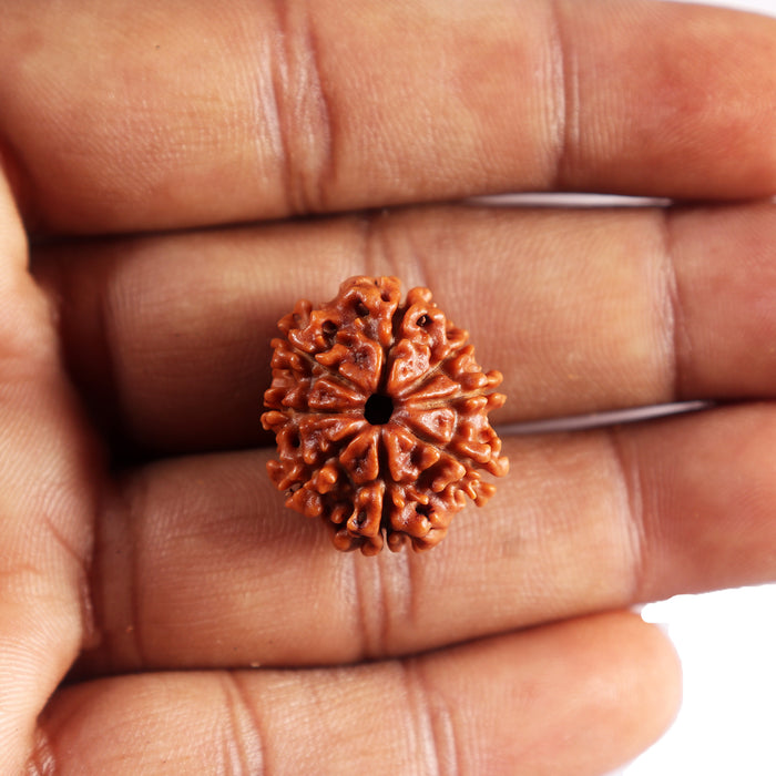 8 Mukhi Nepalese Rudraksha - Bead No.451