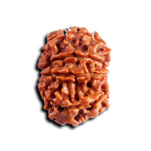 Load image into Gallery viewer, 8 Mukhi Nepalese Rudraksha - Bead No.451
