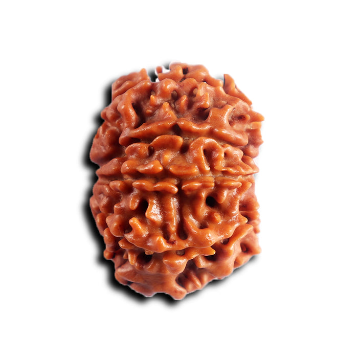8 Mukhi Nepalese Rudraksha - Bead No.451