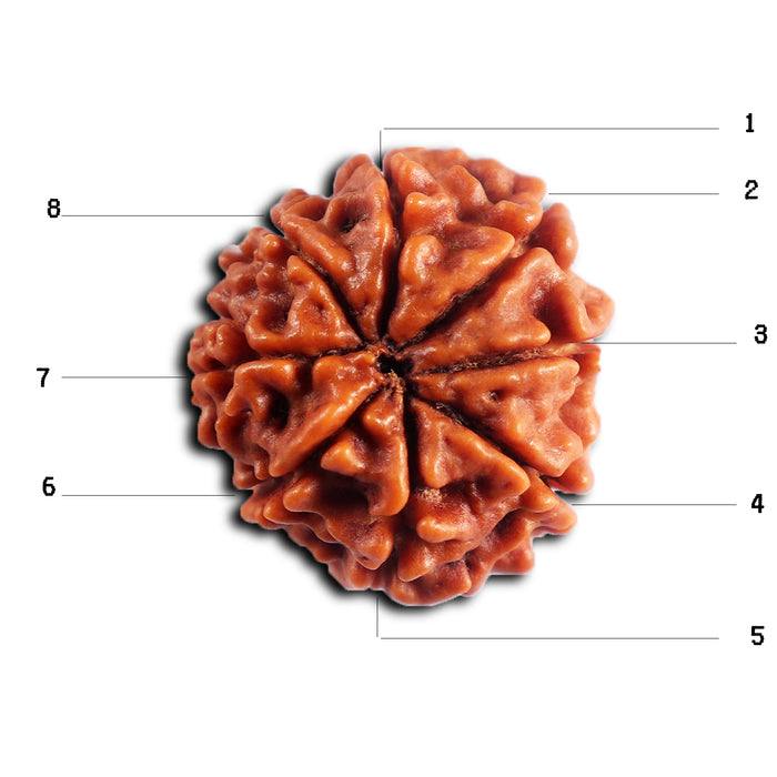 8 Mukhi Nepalese Rudraksha - Bead No. 452