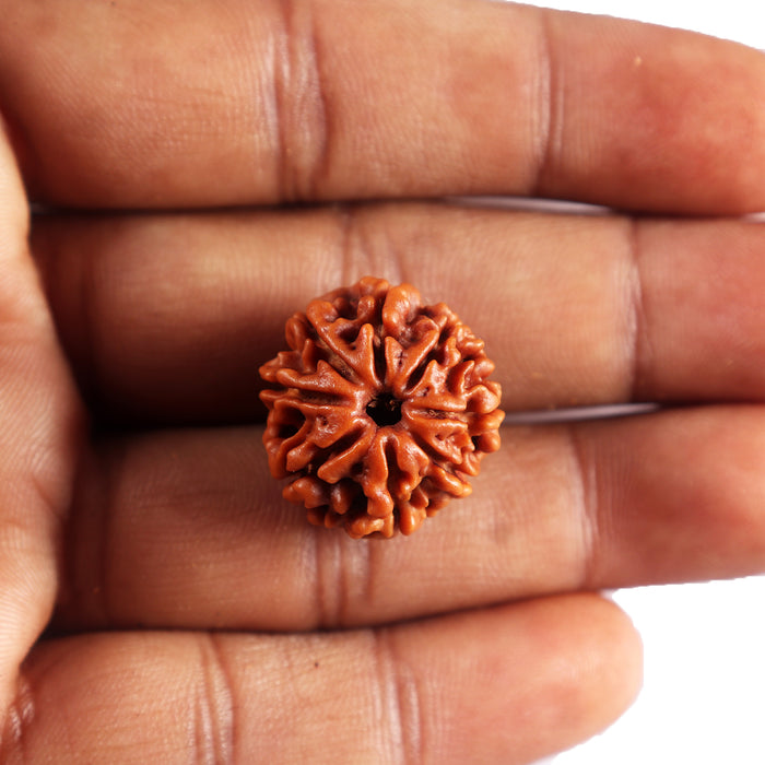 8 Mukhi Nepalese Rudraksha - Bead No. 452