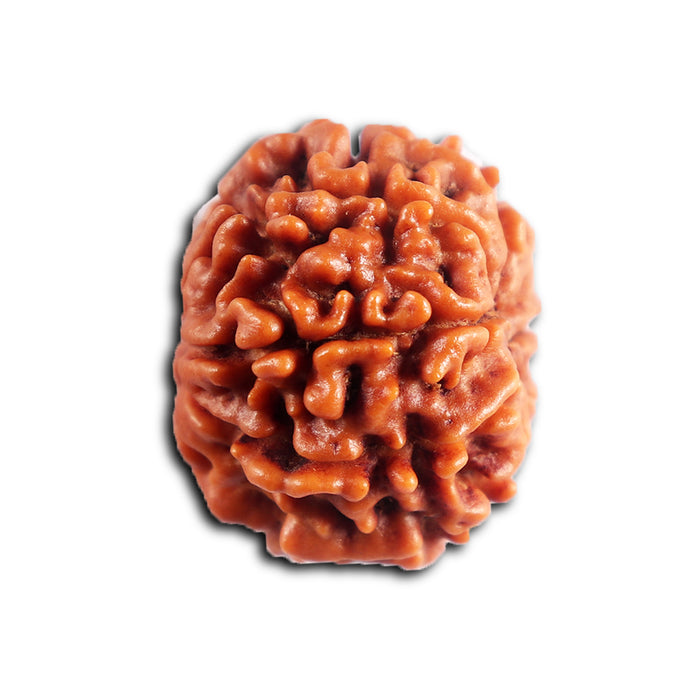 8 Mukhi Nepalese Rudraksha - Bead No. 452