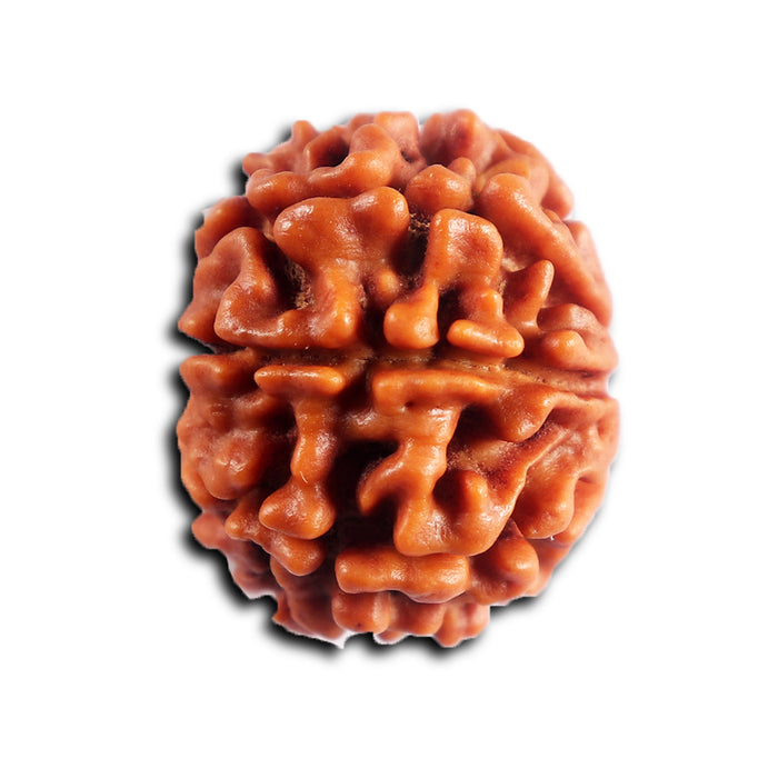 8 Mukhi Nepalese Rudraksha - Bead No. 452