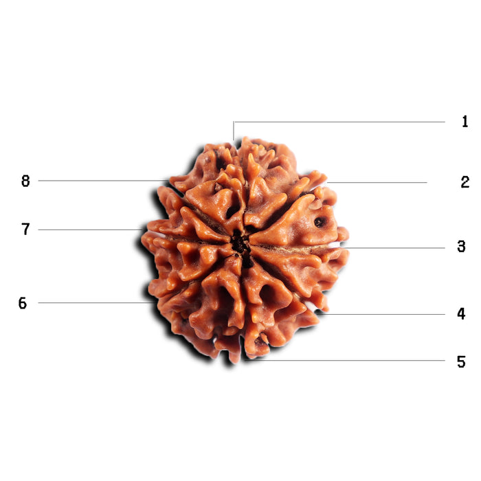 8 Mukhi Nepalese Rudraksha - Bead No. 453