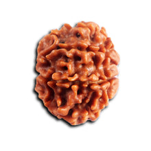 Load image into Gallery viewer, 8 Mukhi Nepalese Rudraksha - Bead No. 453
