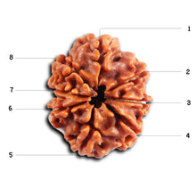 Load image into Gallery viewer, 8 Mukhi Nepalese Rudraksha - Bead No.454
