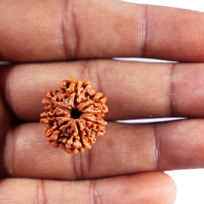 8 Mukhi Nepalese Rudraksha - Bead No.454