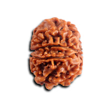 Load image into Gallery viewer, 8 Mukhi Nepalese Rudraksha - Bead No.454
