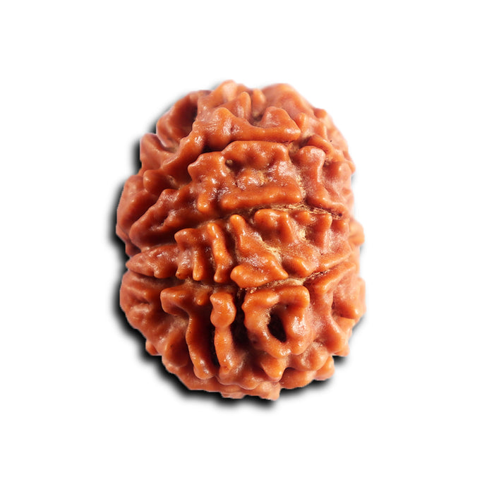 8 Mukhi Nepalese Rudraksha - Bead No. 455