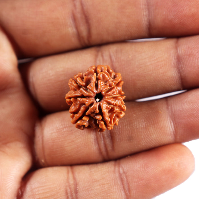 8 Mukhi Nepalese Rudraksha - Bead No. 455