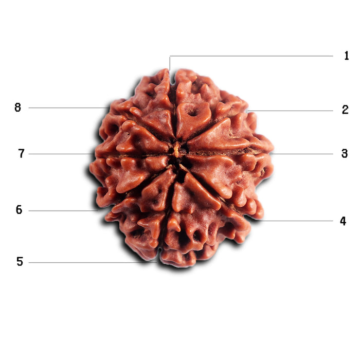 8 Mukhi Nepalese Rudraksha - Bead No. 456