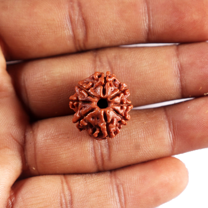 8 Mukhi Nepalese Rudraksha - Bead No. 456