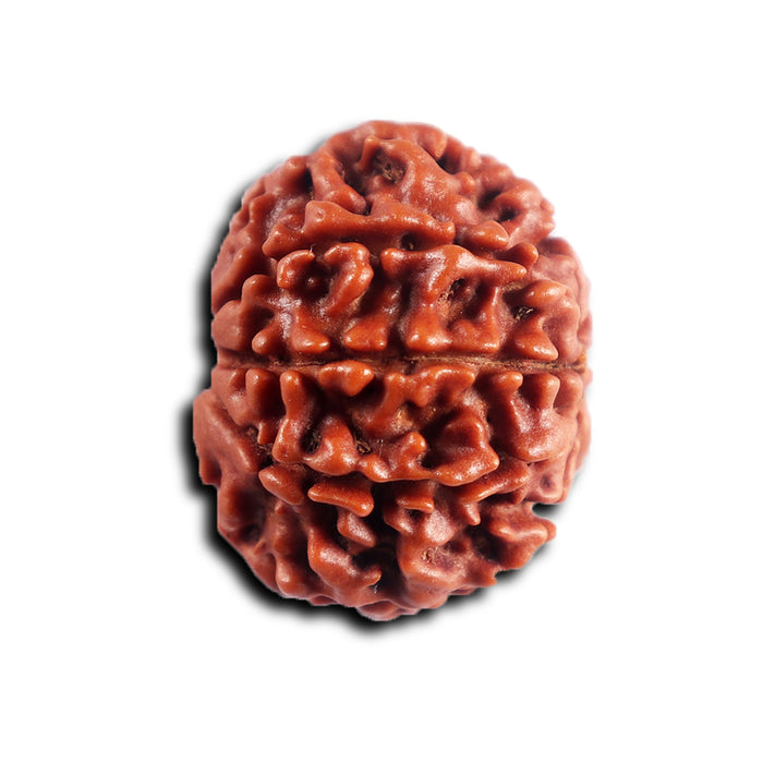 8 Mukhi Nepalese Rudraksha - Bead No. 456