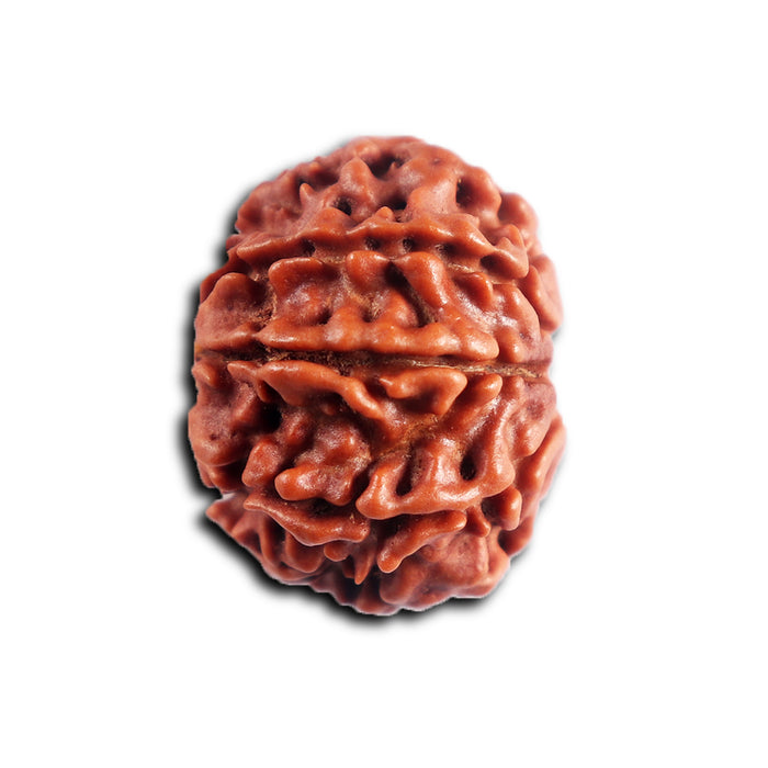 8 Mukhi Nepalese Rudraksha - Bead No. 456