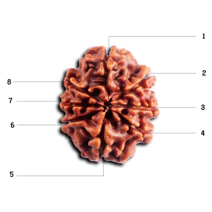 8 Mukhi Nepalese Rudraksha - Bead No. 447