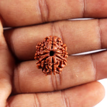 Load image into Gallery viewer, 8 Mukhi Nepalese Rudraksha - Bead No. 447
